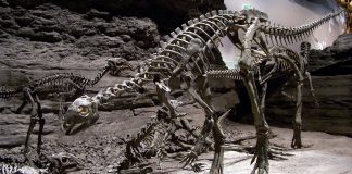 Dinozaurul Othnielia rex din America de Nord