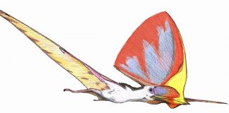 Dinozaurul zburător Tapejara, află când a trăit