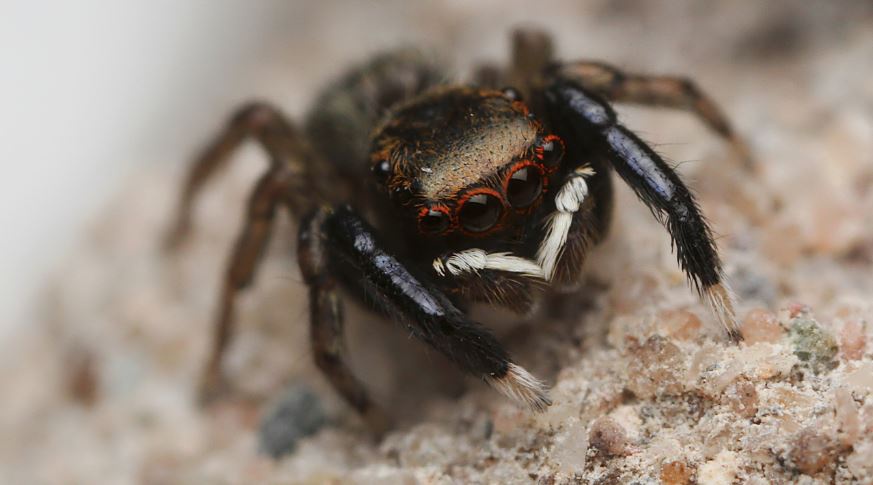 Euophrys species, Foto: naturespot.org.uk