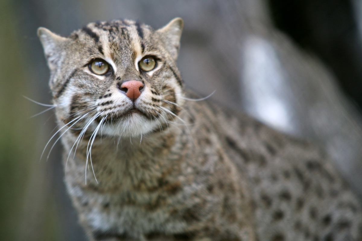 Felis viverrinus, Foto: natureology101.wordpress.com