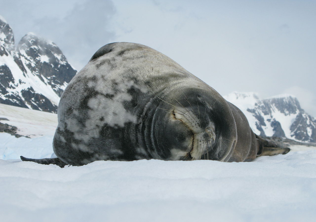 Foca lui Weddell (Leptonychotes weddellii) trăiește în Antarctica