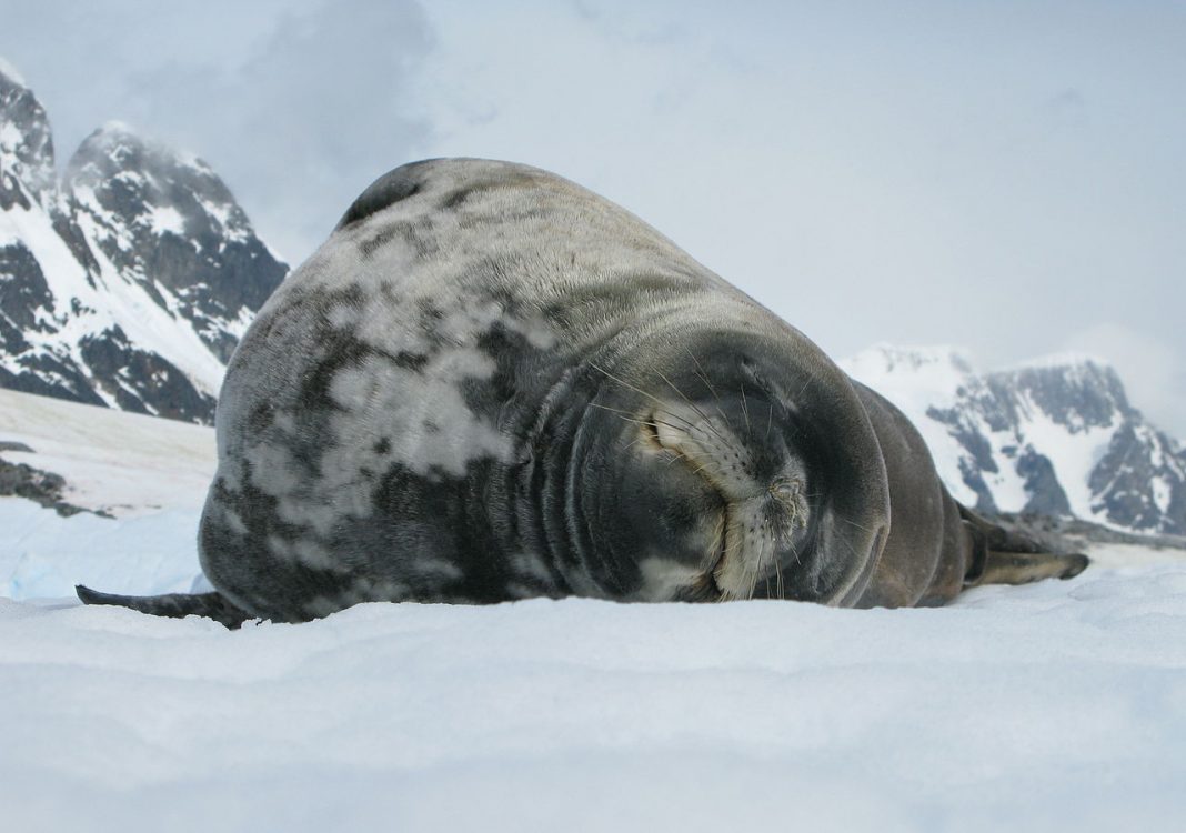 Foca lui Weddell (Leptonychotes weddellii) trăiește în Antarctica Foca lui Weddell (Leptonychotes weddellii) trăiește în Antarctica