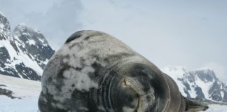 Foca lui Weddell (Leptonychotes weddellii) trăiește în Antarctica