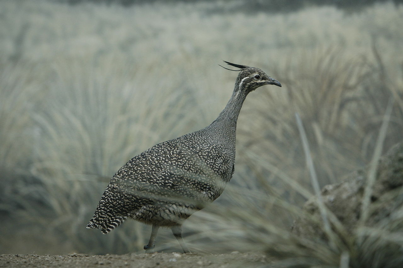 Găinușa de pampas cu creastă (Eudromia elegans), o pasăre care obosește repede