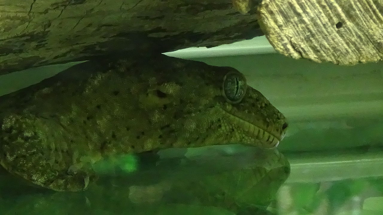 Gecko din Noua Caledonie (Rhacodactylus leachianus), o șopârlă ce ajunge la 30 de cm