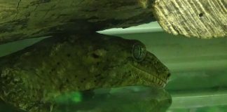 Gecko din Noua Caledonie (Rhacodactylus leachianus), o șopârlă ce ajunge la 30 de cm