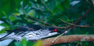 Graurul metalic (Aplonis metallica) din Australia, această specie trăiește în grupuri mari