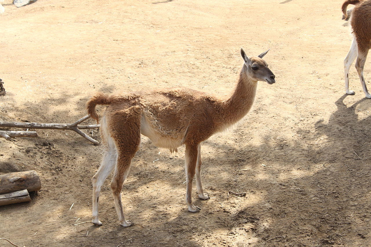 Guanaco (Lama guanicoe), o specie cunoscută de lama