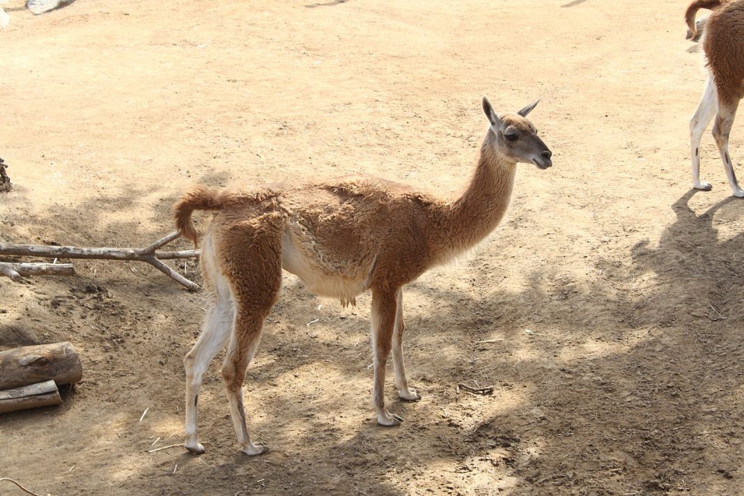Guanaco (Lama guanicoe), o specie cunoscută de lama Guanaco (Lama guanicoe), o specie cunoscută de lama