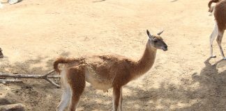 Guanaco (Lama guanicoe), o specie cunoscută de lama