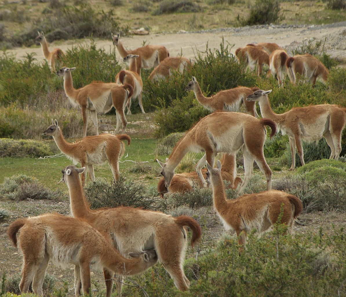 Guanaco