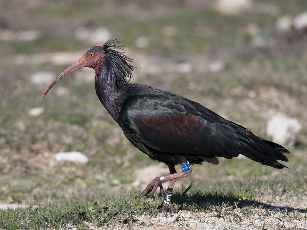 Ibisul cu cap pleșuv (Geronticus eremita), o pasăre pe cale de dispariție