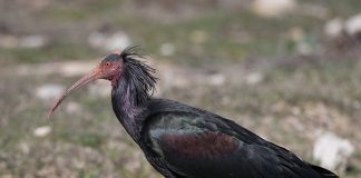 Ibisul cu cap pleșuv (Geronticus eremita), o pasăre pe cale de dispariție