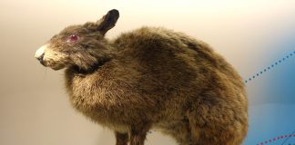 Iepurele de vizuină din Amami (Pentalagus furnessi), trăiește în regiunile împădurite