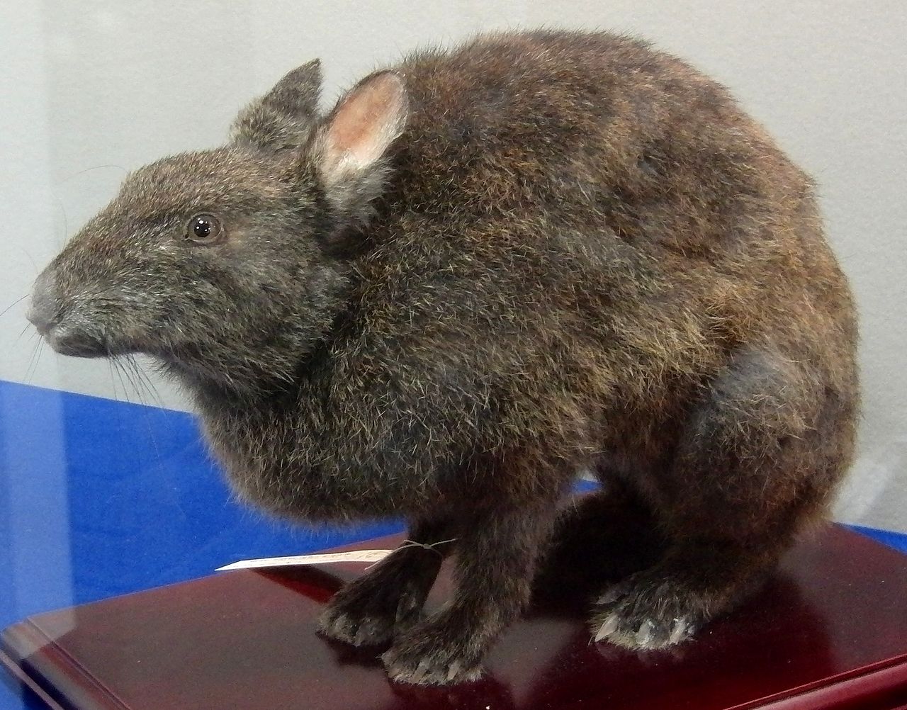 Iepurele de vizuină din Amami