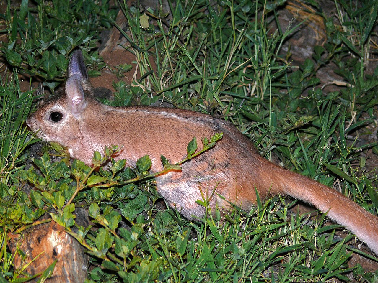 Iepurele săritor (Pedetes capensis) face salturi de 2 m