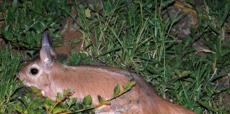 Iepurele săritor (Pedetes capensis) face salturi de 2 m
