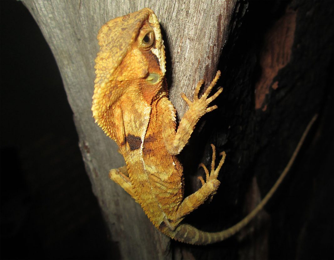 Iguana cu coif (Corytophanes cristatus), o șopârlă care preferă pădurile umede Iguana cu coif (Corytophanes cristatus), o șopârlă care preferă pădurile umede