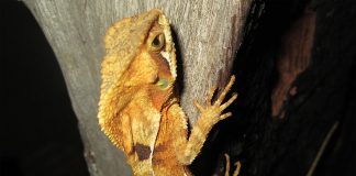 Iguana cu coif (Corytophanes cristatus), o șopârlă care preferă pădurile umede