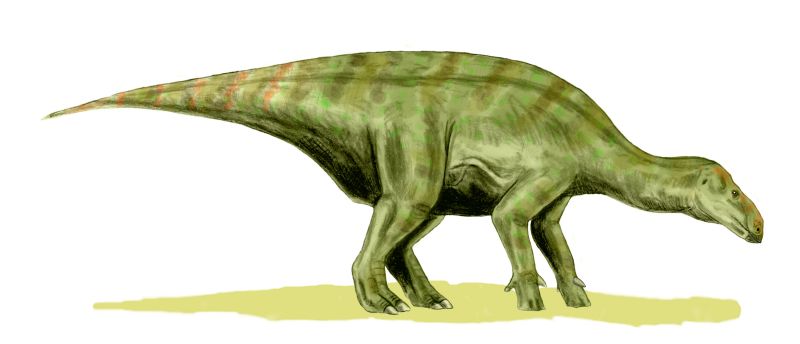 Iguanodon, Foto: palaeo.gly.bris.ac.uk