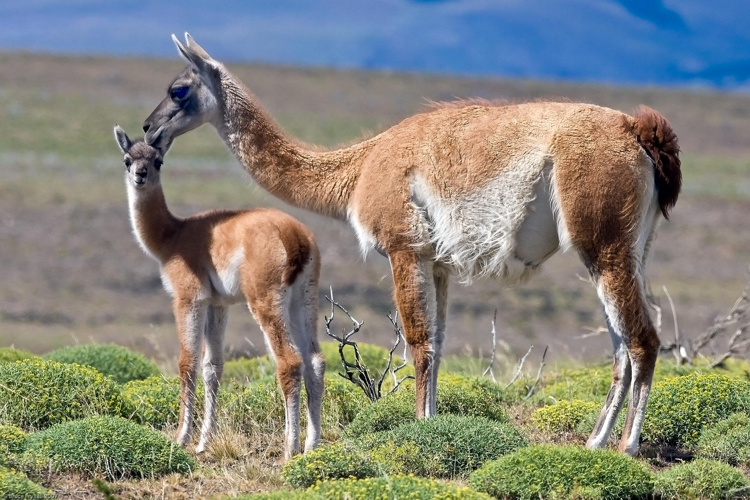 Guanaco (Lama Guanicoe), O Specie Cunoscută De Lama - Deștepți.ro