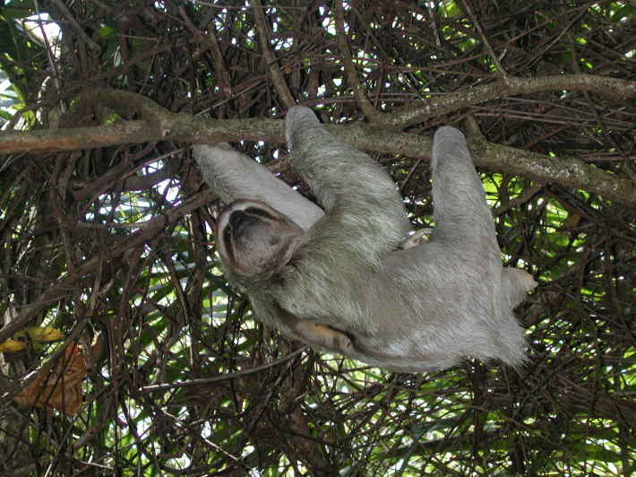 Lenesul, Foto: costaricabirdingandwildlife.wordpress.com