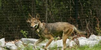 Lupul roșu (Canis rufus), cea mai rară specie de lupi