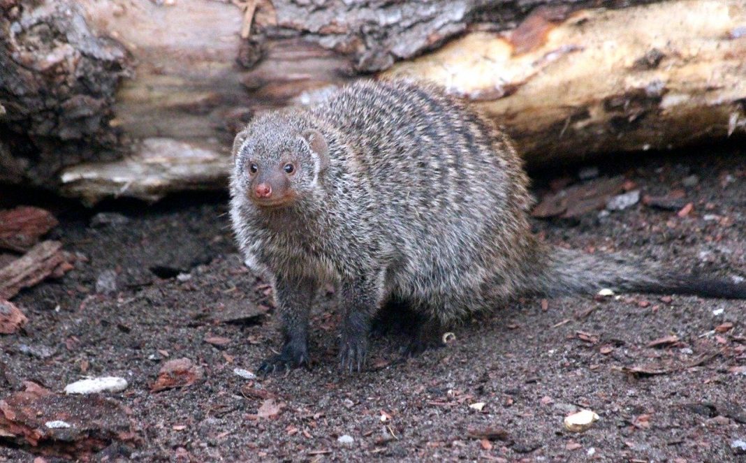 Mangusta dungată (Mungos mungo), un animal carnivor care trăiește în Africa Mangusta dungată (Mungos mungo), un animal carnivor care trăiește în Africa