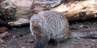 Mangusta dungată (Mungos mungo), un animal carnivor care trăiește în Africa