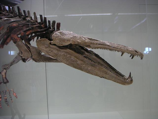 Mastodonsaurus, Foto: tanystropheus.wordpress.com