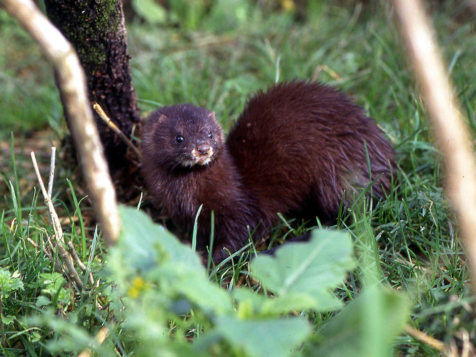 Mustela lutreola, Foto: bioecologie.over-blog.com