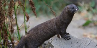 Nurca europeană (Mustela lutreola), un mamifer care trăiește în regiunile mlăștinoase
