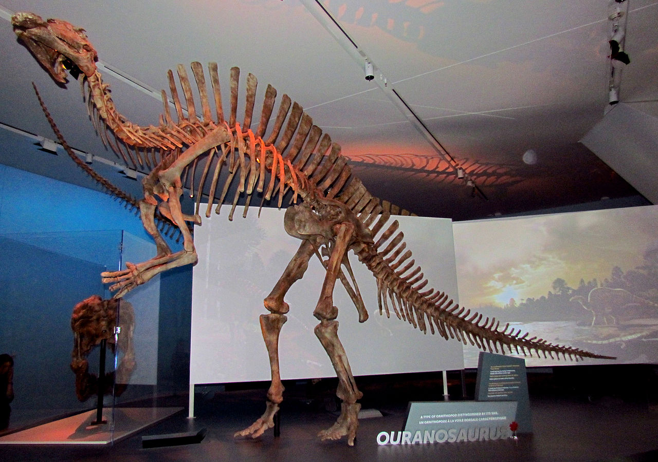 Ouranosaurus