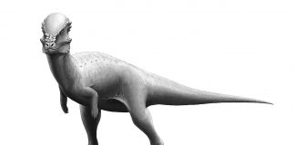 Pachycephalozauri, alfă totul despre acești dinozauri cu capul gros