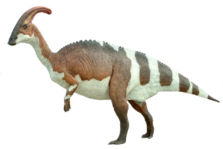 Parasaurolophus, Foto: cmstudio.com