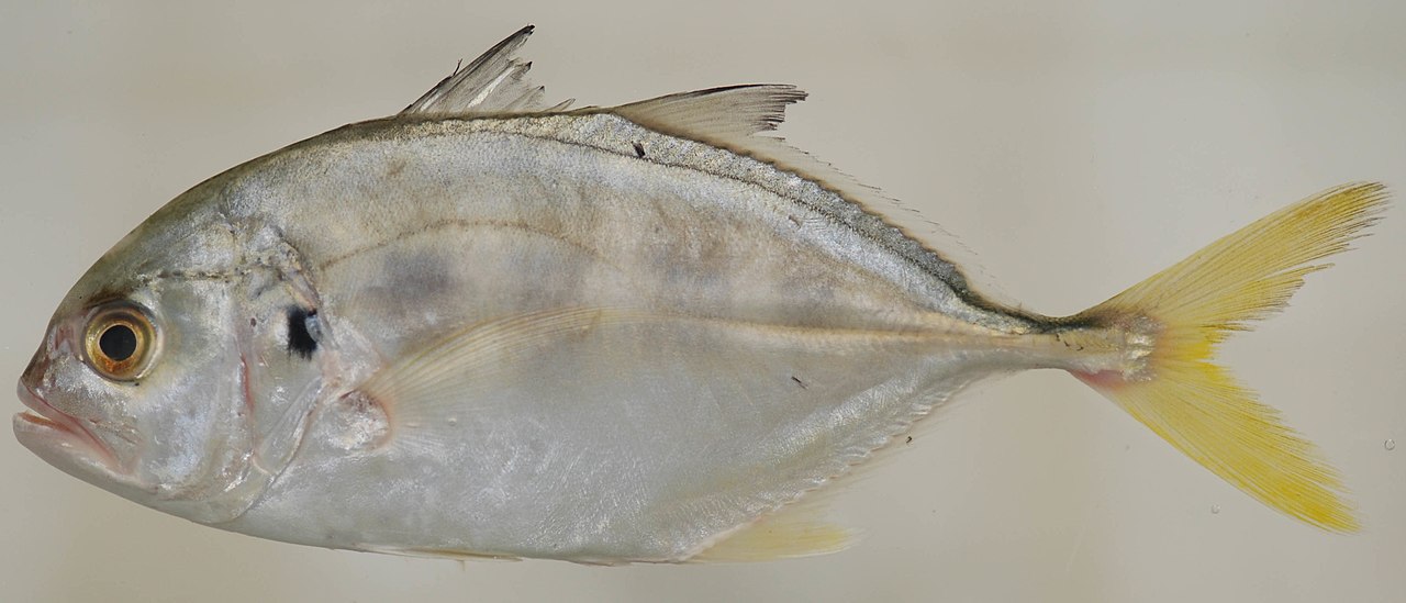 Peștele caranx hippos