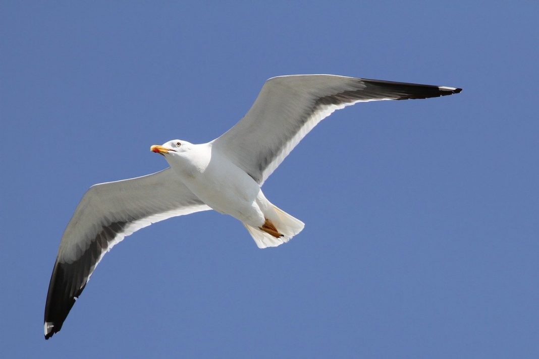 Pescărușul argintiu (Larus argentatus), o pasăre de coastă