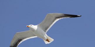 Pescărușul argintiu (Larus argentatus), o pasăre de coastă
