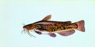 Peștele ameiurus nebulosus, un somn de apă dulce fără solzi