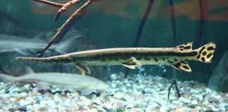 Peștele-caiman (Lepisosteus osseus) cu botul ca la crocodil