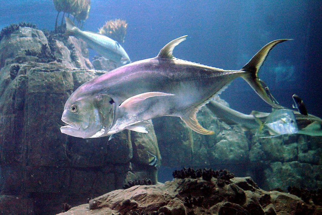 Peștele caranx hippos din familia Carangidae este o specie apreciată ca pradă în pescuitul sportiv Peștele caranx hippos din familia Carangidae este o specie apreciată ca pradă în pescuitul sportiv