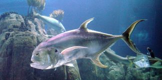 Peștele caranx hippos din familia Carangidae este o specie apreciată ca pradă în pescuitul sportiv