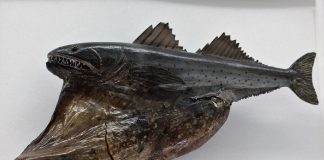 Peștele chiasmodon niger din familia Chiasmodontidae, o specie abisală ce înghite viețuitoare mai mari decât el