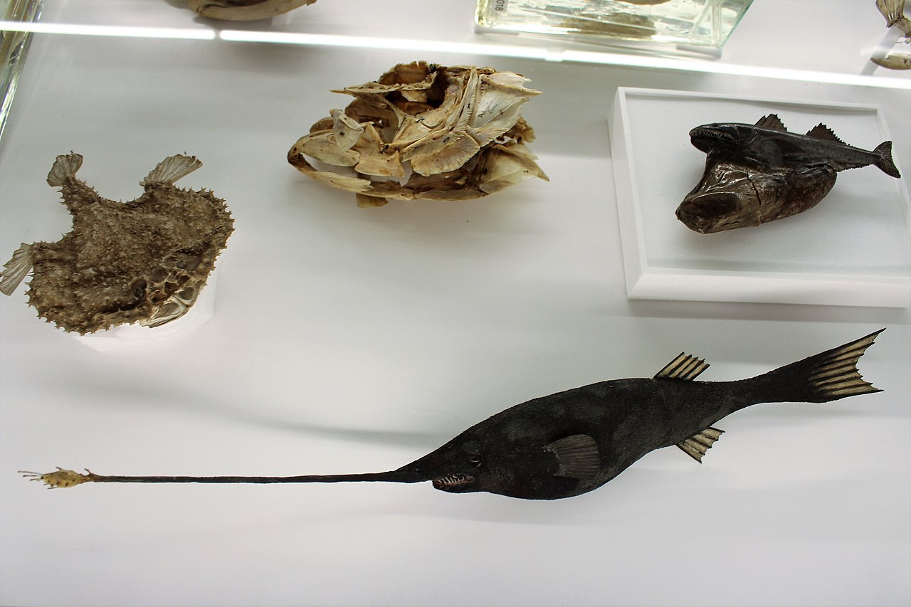 Peștele chiasmodon niger
