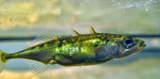 Peștele ghidrinul (Gasterosteus aculeatus) are trei spini mobili pe spate