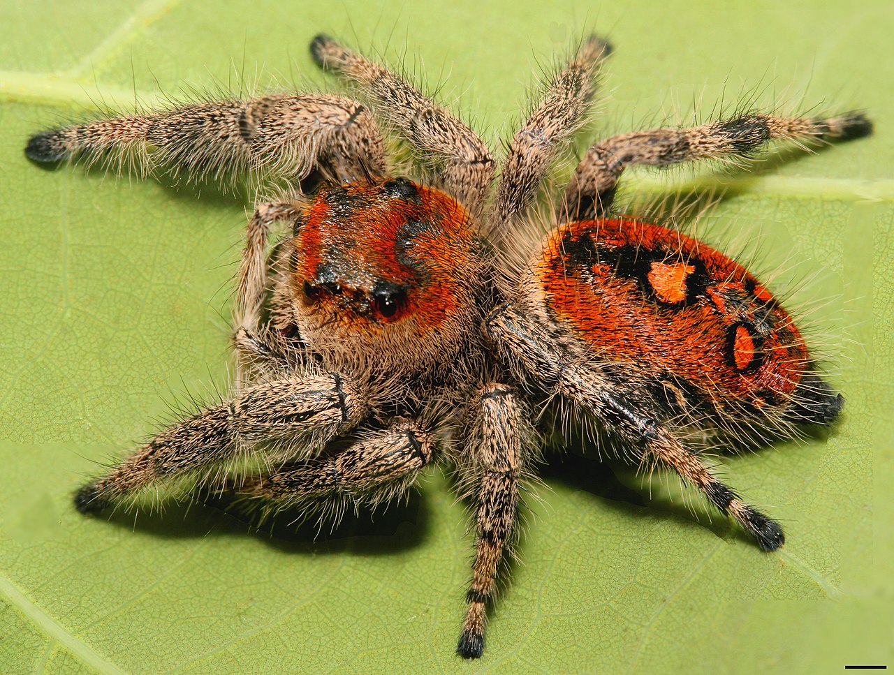 Phidippus regius