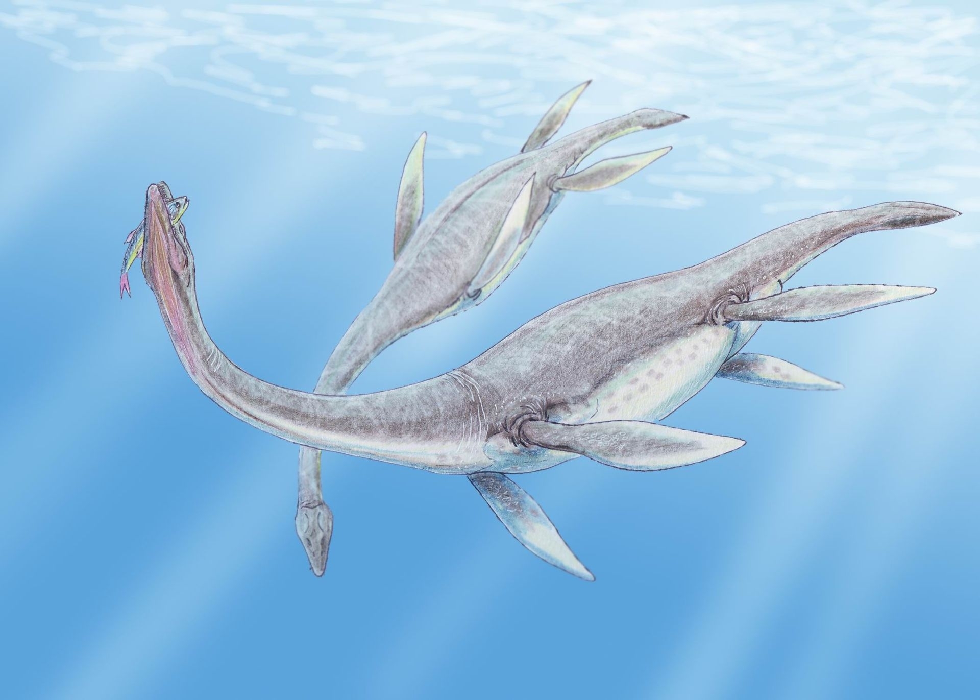 Plesiozaur, Foto fossilera.com Plesiozaur, Foto fossilera.com