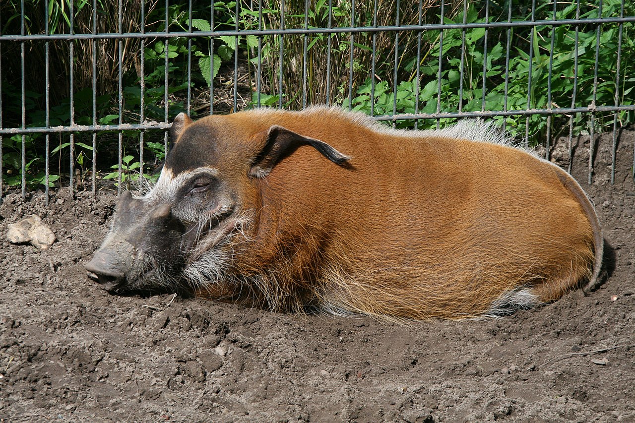 Porcul de tufiș (Potamochoerus porcus), cel mai frumos reprezentant al subordinului Suiformes