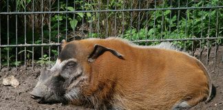 Porcul de tufiș (Potamochoerus porcus), cel mai frumos reprezentant al subordinului Suiformes