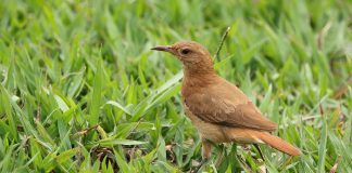 Păsări-olar insectivore, își fac cuibul ca un cuptor boltit din lut